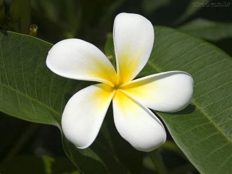 jasmim flor - hortênsia flor